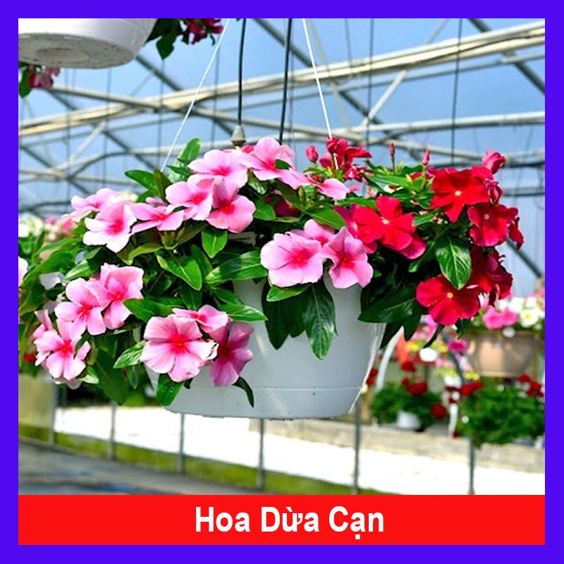 Cây hoa dừa cạn nhiều màu , cây nở hoa rực rỡ quanh năm, cây hoa cảnh trồng ban công, sân vườn - caykiengsadec