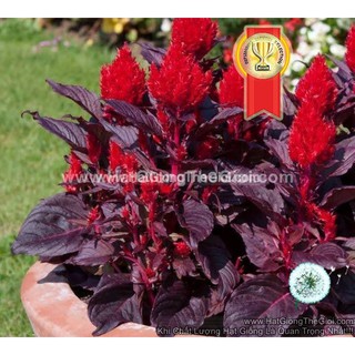 100h Hạt Giống Hoa Mào Gà Lửa Smart Look Gân Đỏ (| -KD: B36*X65*M006)