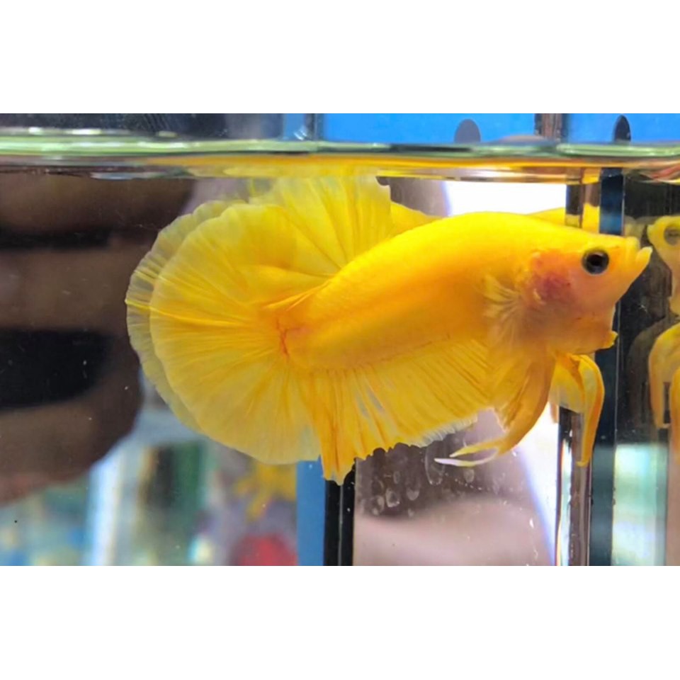 BỘT ZENSU CHĂM SÓC, DƯỠNG CÁ BETTA THÁI LAN 5g