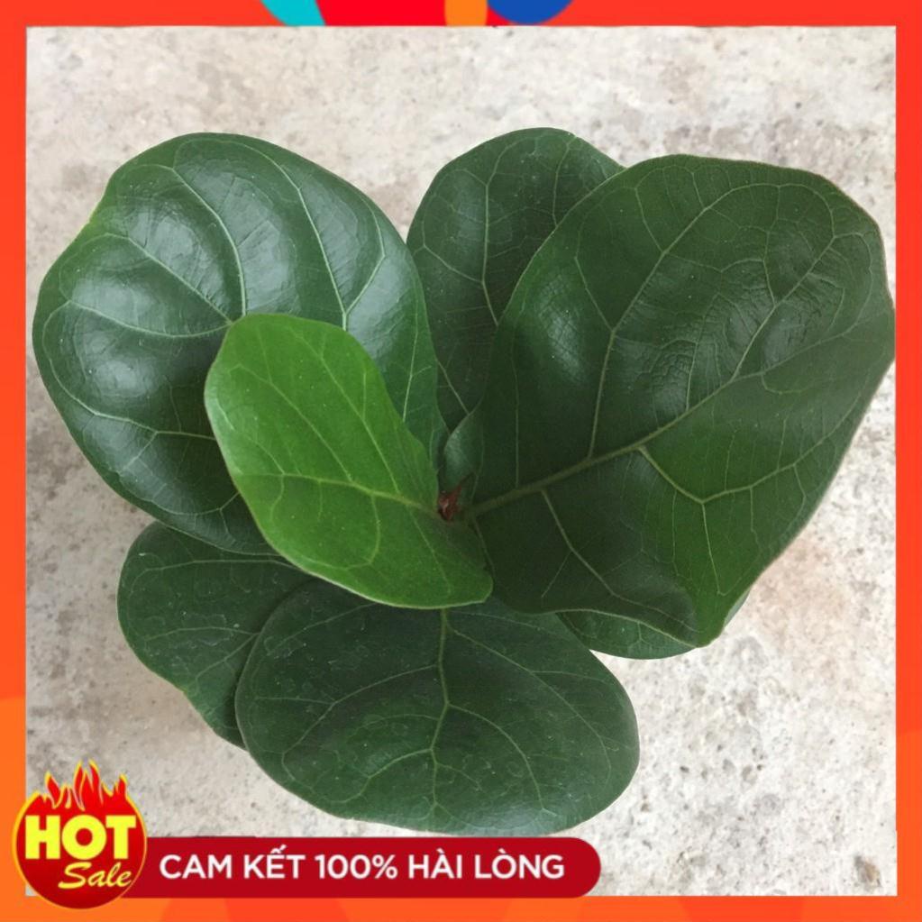 Cây bàng singapore mini để bàn, lá to khỏe sức sống mãnh liệt thanh lọc không khí@