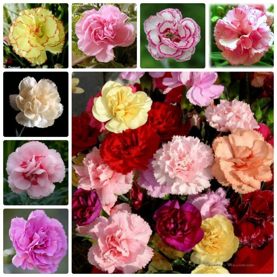 [GIÁ GỐC] Hạt Giống Hoa Cẩm Chướng Kép Mix - 50 hạt