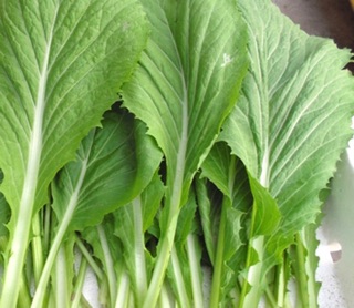 Hạt giống cải bẹ xanh mỡ 20 gram