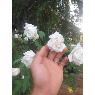 Hoa hồng cổ bạch ho, kháng trĩ phù hợp người mới trồng