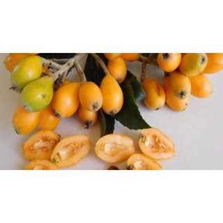 CÂY GIỐNG BIWA NHẬT BẢN ( NHÓT NHẬT) - CÂY ĐẸP, KHỎE