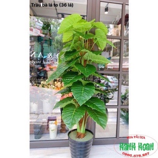 CÂY GIẢ - Cây Trầu Bà leo cột cao 1m6 gồm 36 lá siêu to hàng cao cấp loại 1