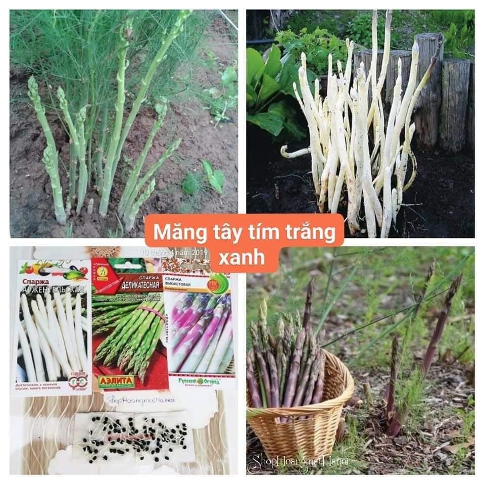 Hạt giống măng tây xanh cao sản, dễ trồng HN gói 0.1gr