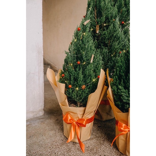 Cây sơn tùng trang trí noel