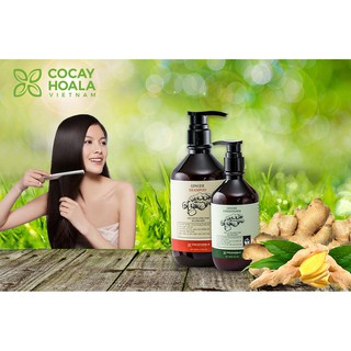 Dầu gội - Xả gừng tươi nguyên chất NGĂN #Rụngtóc, #Gàu, #Ngứa, #Bạctóc (Chai chiết mini Dầu gội 100ml, dầu xả 100ml)