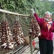 Nấm hương rừng Hà Giang, nấm đông cô rừng tự nhiên gói 500gr