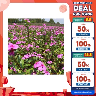 Cây hoa dừa cạn(cây lớn)