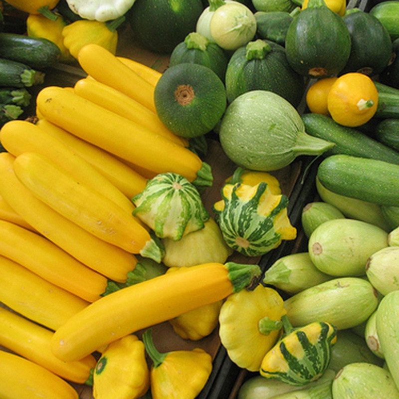 Hạt Giống Bí Ngòi Vàng F1 loại siêu trái dễ trồng năng suất cao chống sâu bệnh