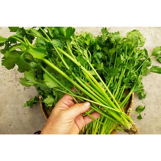 Hạt rau cần lá xanh (cần Ta) - gói 10 gram