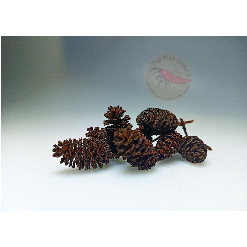 10 Trái Alder Cones