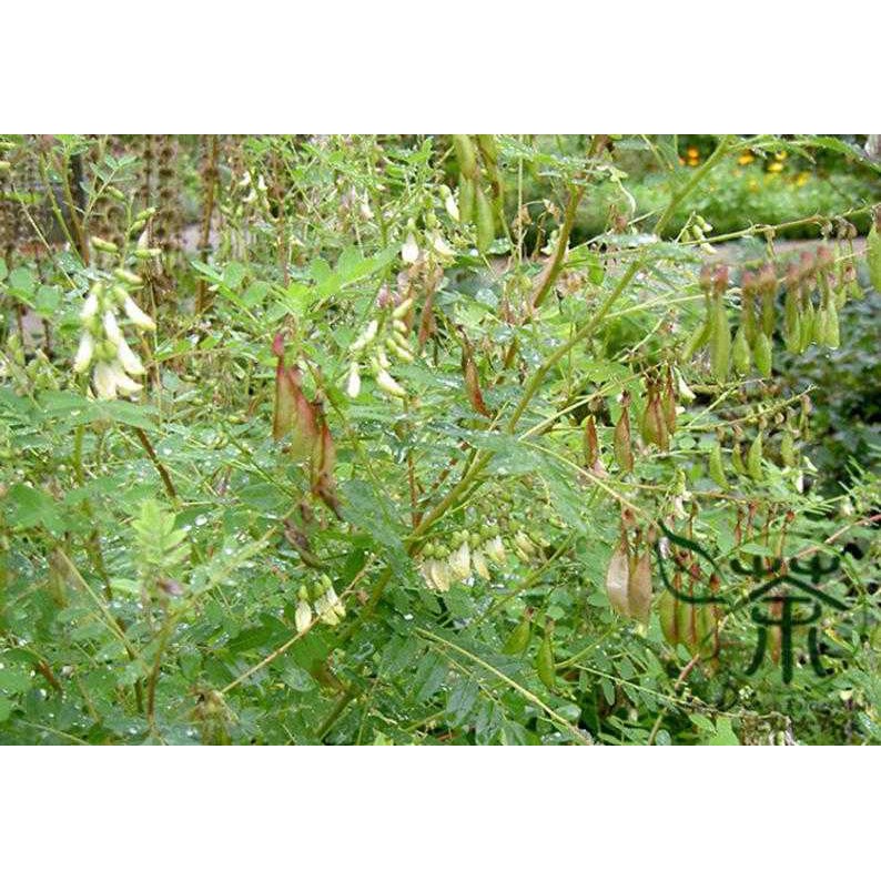 Hoàng Kỳ DV090