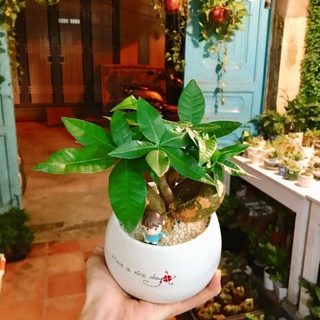 Cây kim ngân thắt nơ MIX CHẬU để bàn