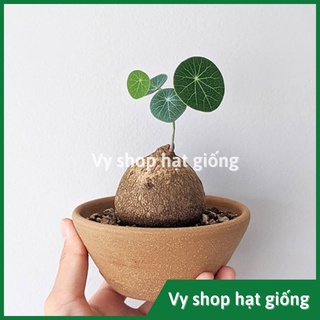 Củ bình vôi Thái (Đồng tiền Thái) - Stephania Erecta nhập Thái Lan