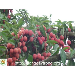 CÂY GIỐNG VẢI THIỀU SIÊU QUẢ