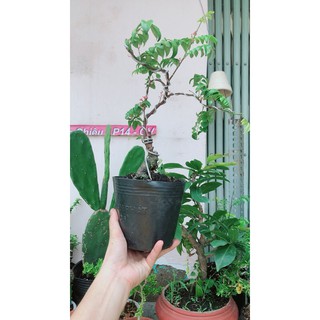 Cây Khế Bonsai