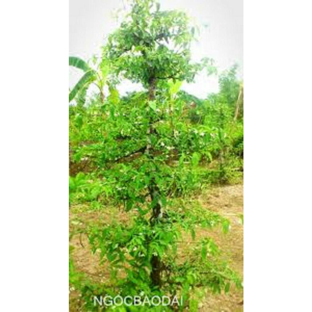 CHẬU CÂY MAI CHIẾU THỦY  VƯỢNG PHONG THỦY + Tặng 02 cây nhót ngọt
