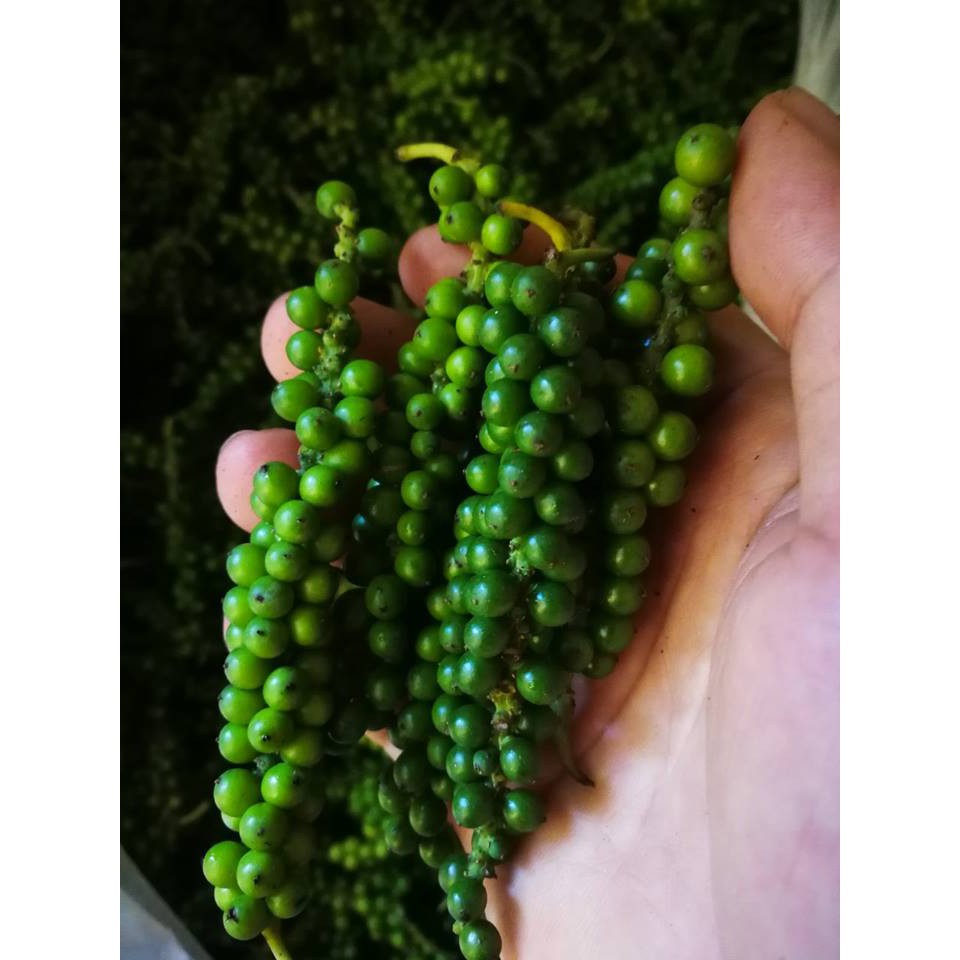 Tiêu xanh nguyên chùm