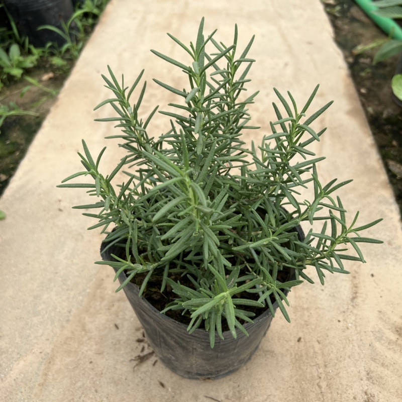 Bịch cây hương thảo để bàn cỡ nhỏ, cây tỏa hương thơm dịu nhẹ giúp đuổi muỗi và trang trí nội thất