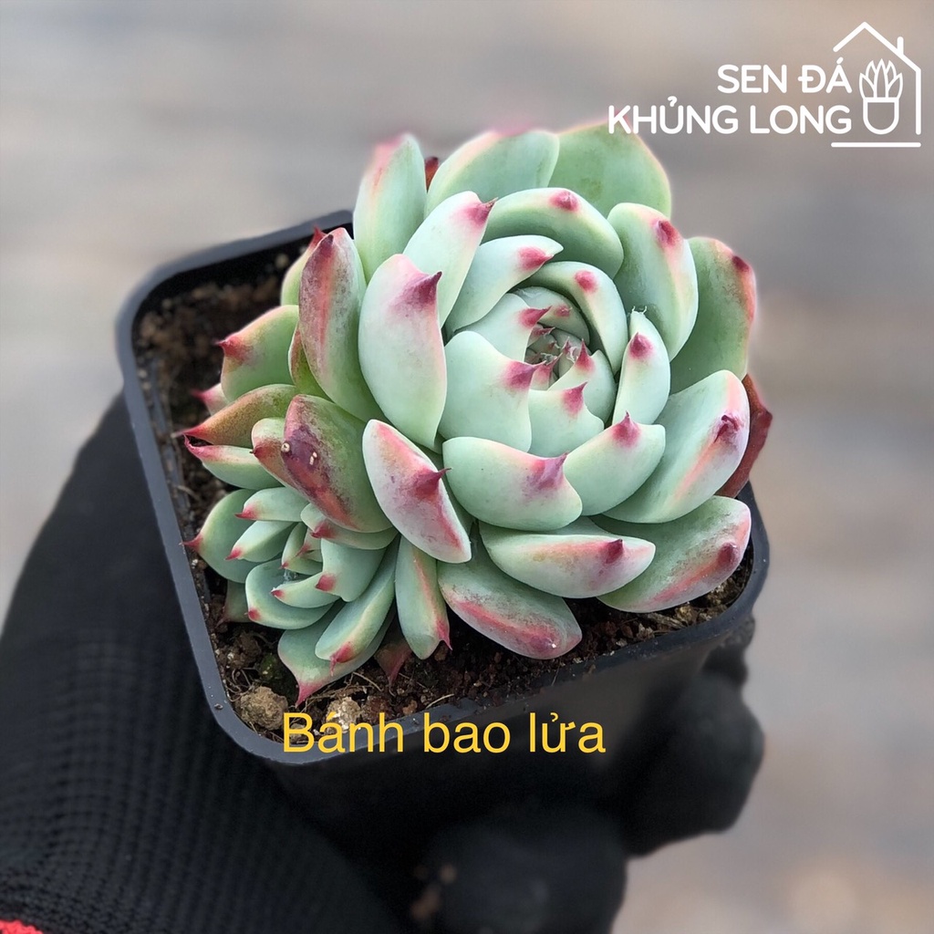 Sen Đá Bánh Bao Lửa - Echeveria Chihuahensis