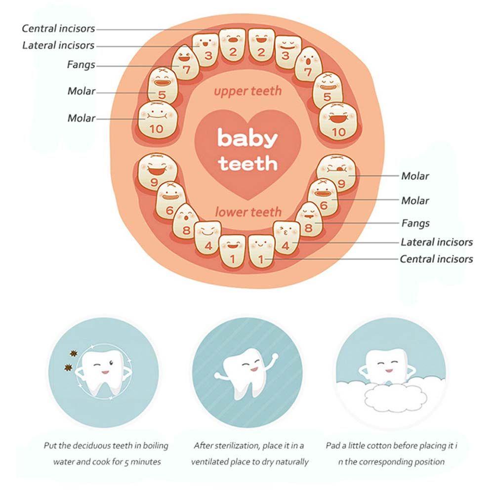 Hộp Gỗ Lưu Trữ Răng Sữa Em Bé Thông Dụng Sáng Tạo
