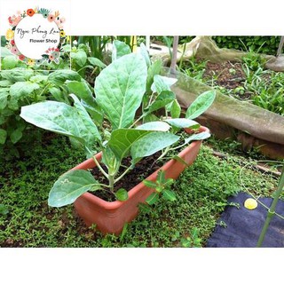 Giống cải rổ - gói 5 gram