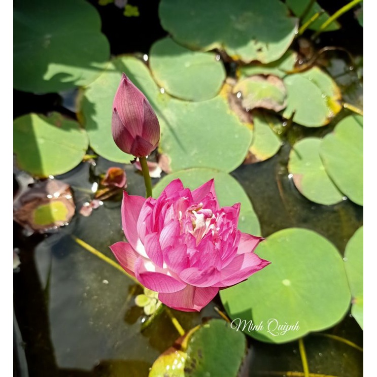 Combo 2 củ sen mini trắng Snow White và mini Little dragon