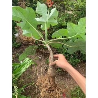 cây sen tàu (cây ngô đồng)Atropha podagrica Hook đang có hoa