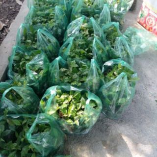 Cây xạ đen giống đóng bầu