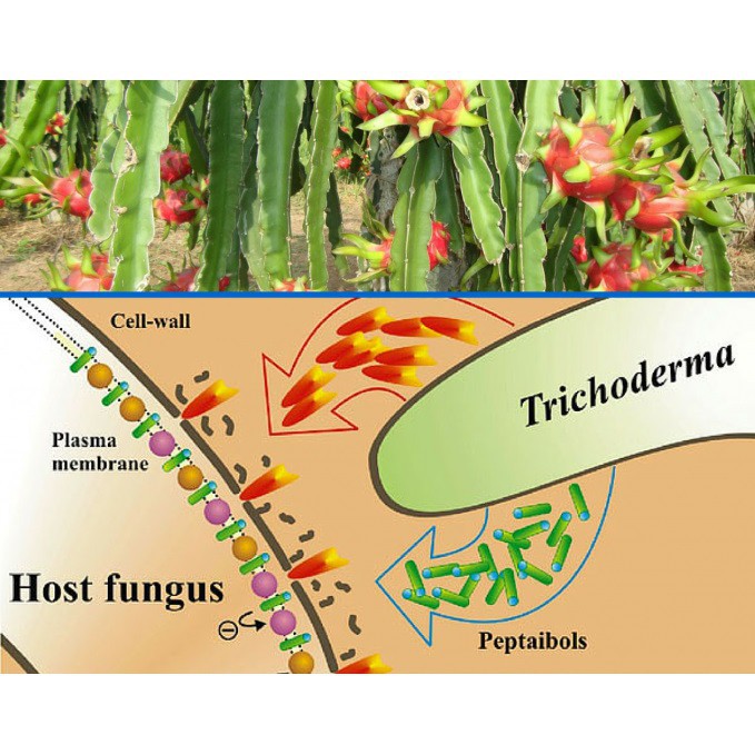 Men Ủ Vi Sinh Nấm Trichoderma 100gr - Hoạt Lực Cực Mạnh Giúp Đối Kháng, Tiêu Diệt Các Loại Nấm Gây Bệnh