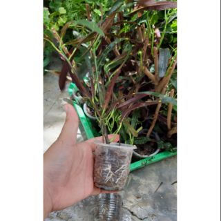 cây lá màu(cô tòng lá dài) sẵn rễ