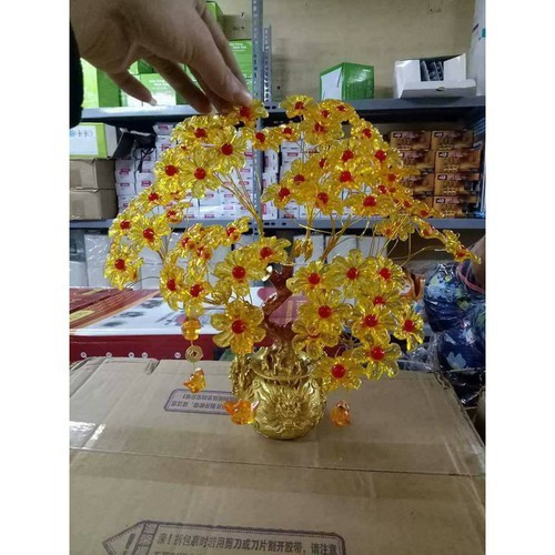 Cây Mai Trang Trí, Cây Kim Tiền Tài Lộc Để Bàn Trang Trí Cho Tết 2021, Mẫu Hót Cho Tết 2021