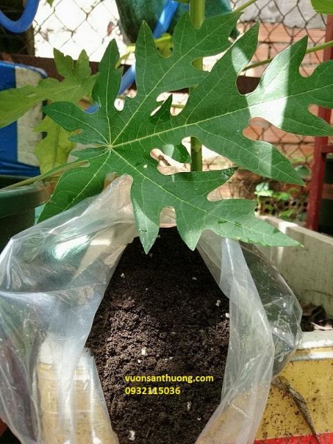 Phân Mùn Compost  Cải Tạo Màu Mỡ, Tạo Mùn Cho Đất