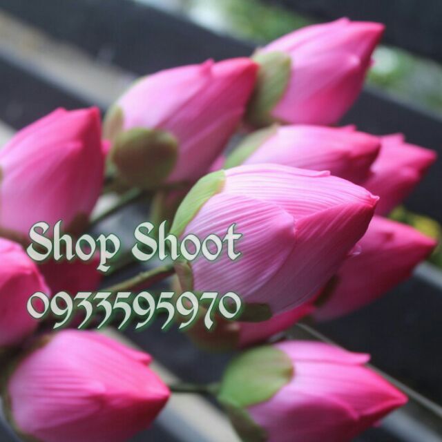 COMBO BÚP SEN THÁI HÀNG LOẠI 1