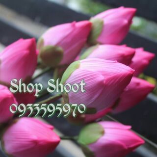Combo búp sen thái hàng loại 1