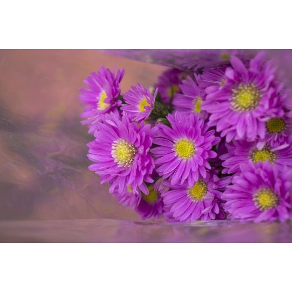 Hạt Giống Cúc Tím Echinacea chuẩn F1 Loại dễ trồng hoa nở đẹp chống sâu bệnh