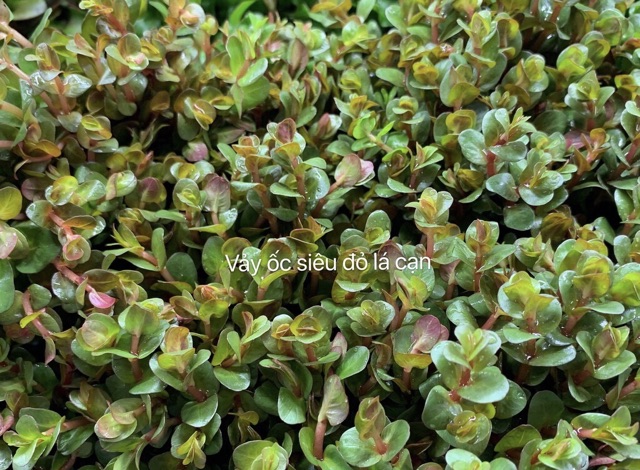 Cây Thuỷ Sinh Rotala Super Red- Vảy Ốc Siêu Đỏ (Cây Hậu-Trung Cảnh)