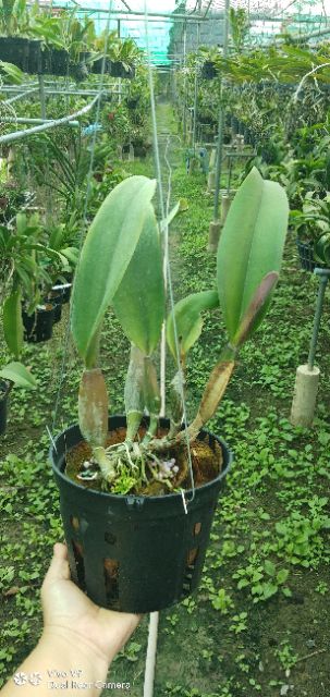 Cattleya hoa to