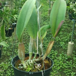 Cattleya hoa to