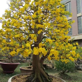 sản phẩm HOA MAI VÀNG SIÊU HÓT