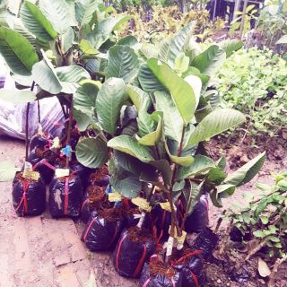 Ổi ruby cây ghép cho quả sau 8 tháng trồng