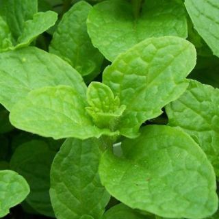 Hạt giống bạc hà âu spearmint