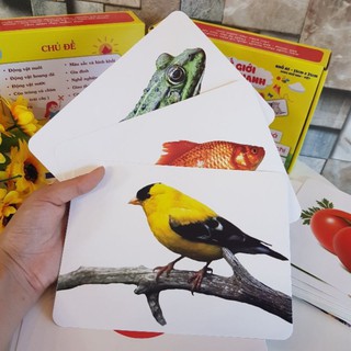 Bộ thẻ học chữ cái thông minh cho bé loại to cứng kèm hình ảnh giúp bé biết đọc sớm và hiểu biết về thế giới xung quanh