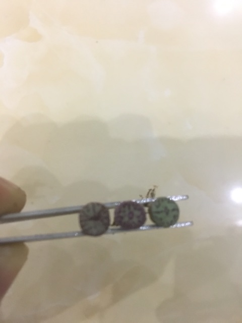 Cây conophytum obcordellum