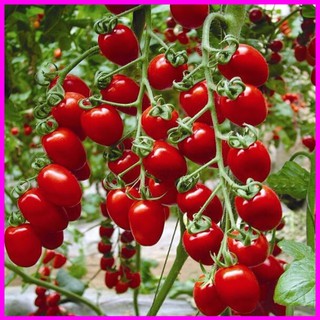 Gói 0.1g cà chua cherry - cà chua bi f1 - mina shop