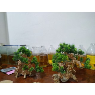 🌲 Cây Lũa Bonsai Thủy Sinh [Gỗ Lũa Thật Gắn Lá Nhựa]