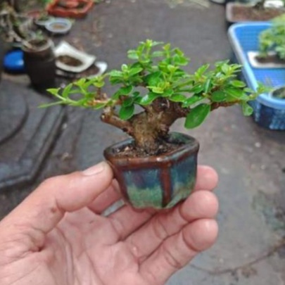 Set 10 chậu bonsai trồng cây mini, trồng sen đá gốm Bát Tràng