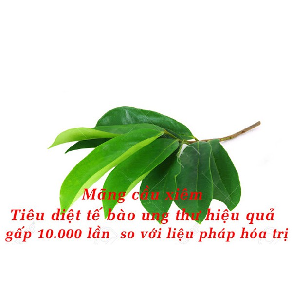 Bột Lá Mãng Cầu Xiêm Nguyên Chất 100g